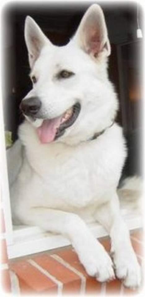 Hvid schæfer Bongo-Boy of white Skydog billede 3