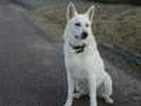 Hvid schæfer Bongo-Boy of white Skydog billede 4