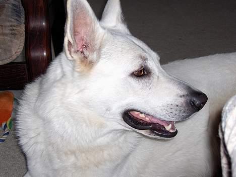 Hvid schæfer Bongo-Boy of white Skydog billede 5