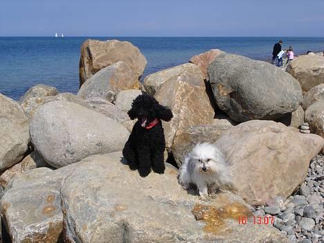 Mellempuddel Lou-Lou - Her er jeg sammen med min bedste veninde Jasmin´. Det er fra d. 16.04.06 ved vandet i rågeleje. Vi legede bare så godt sammen. billede 10