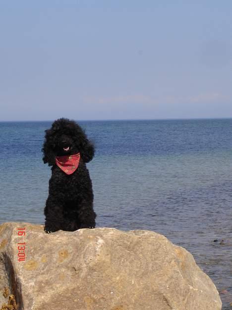 Mellempuddel Lou-Lou - Her sidder jeg "model" også fra Rågeleje. billede 11