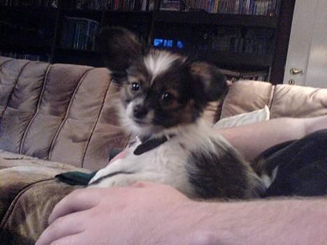 Papillon Balou billede 5