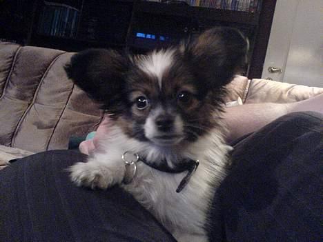 Papillon Balou billede 6