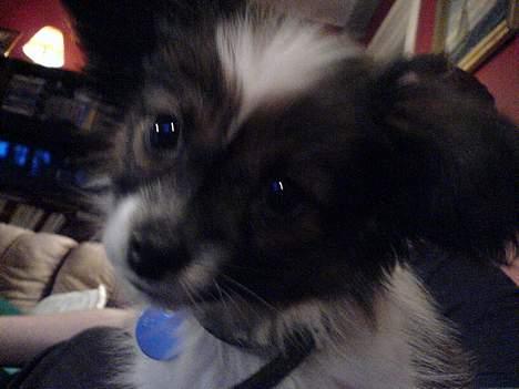 Papillon Balou billede 7