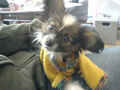 Papillon Balou billede 8