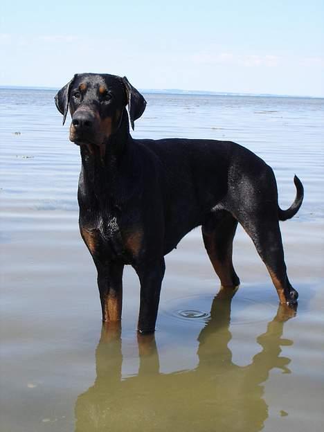 Dobermann Sanguesa T-bone *28-9-05* billede 1