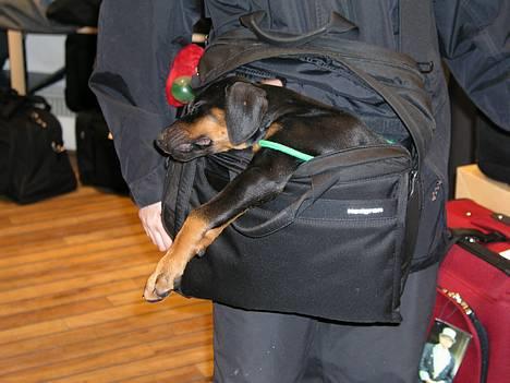 Dobermann Sanguesa T-bone *28-9-05* billede 2