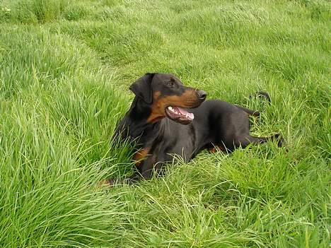 Dobermann Sanguesa T-bone *28-9-05* billede 3