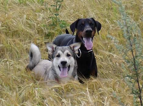 Dobermann Sanguesa T-bone *28-9-05* billede 5