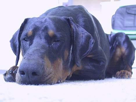 Dobermann Sanguesa T-bone *28-9-05* billede 7