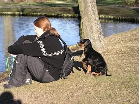 Dobermann Sanguesa T-bone *28-9-05* billede 8