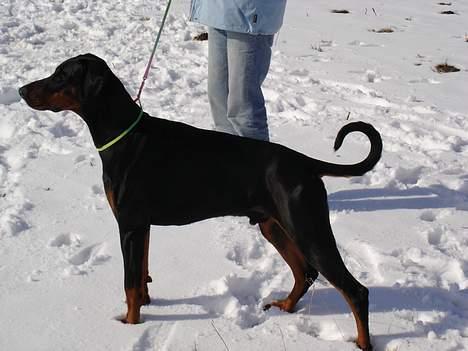 Dobermann Sanguesa T-bone *28-9-05* billede 9