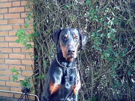 Dobermann Sanguesa T-bone *28-9-05* billede 10