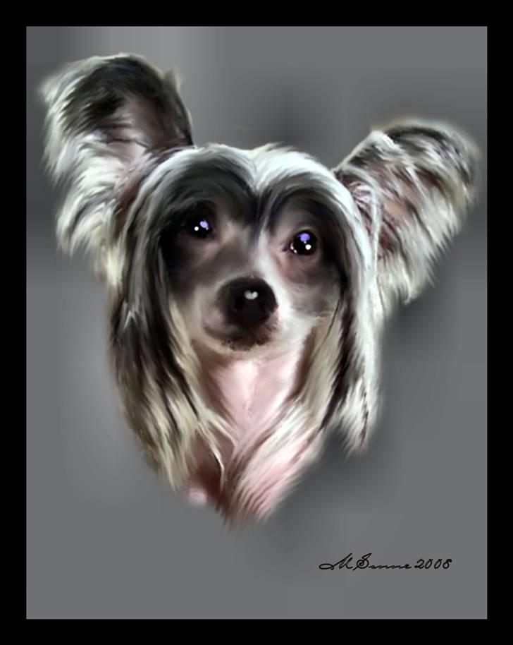 Chinese crested hårløs Caprioso Ram-Ses-Mi - Tegnet af * Den Blå Lil Laban & Den Sorte Banditræv´s moar * - TAK! billede 20