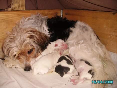 Blanding af racer Pjevs billede 7