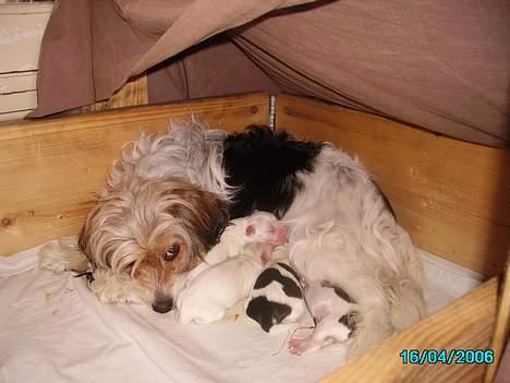 Blanding af racer Pjevs billede 8