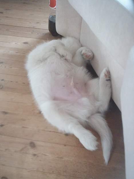 Samojedhund sully - tager lige en lur billede 7