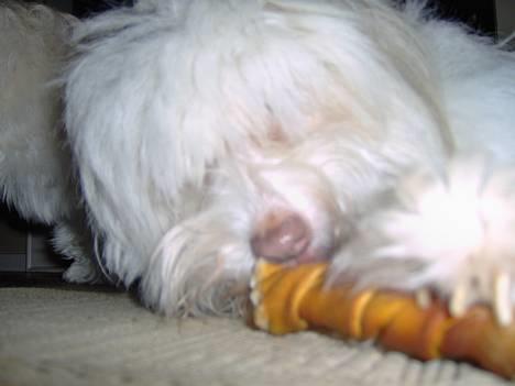 Coton de tulear Frida  billede 8