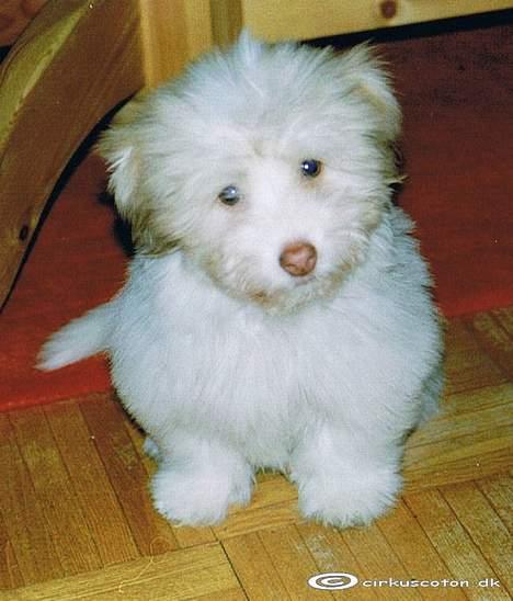 Coton de tulear Frida  billede 10