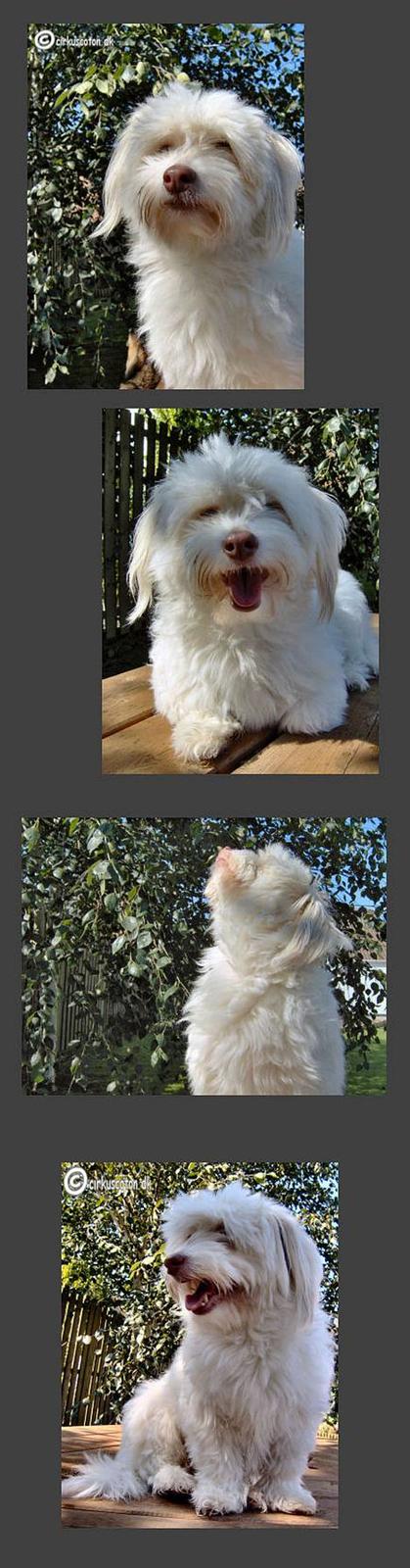 Coton de tulear Frida  billede 13