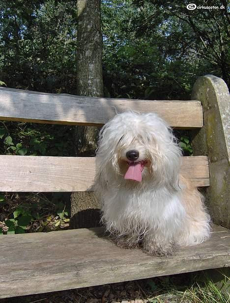 Coton de tulear Rosa billede 9