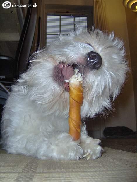 Coton de tulear Rosa billede 10