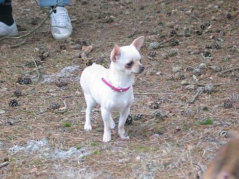 Chihuahua SHANTI - Shanti klar til tur, 16/4-06 billede 11