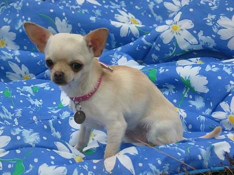 Chihuahua SHANTI - Uh, der er dejlig varmt her på tæppet, 16/4-06 billede 12
