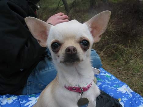 Chihuahua SHANTI - Hej med jer :) 16/4-06 billede 13