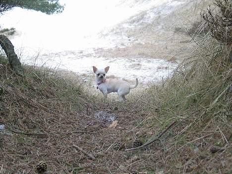 Chihuahua SHANTI - Kommer i eller hva? Vi ska videre... 16/4-06 billede 14