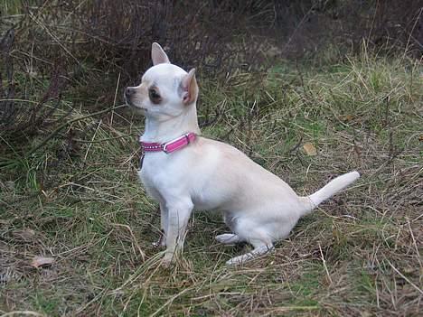 Chihuahua SHANTI - Nu sidder jeg pænt, gi mig den godbid :) 16/4-06 billede 15