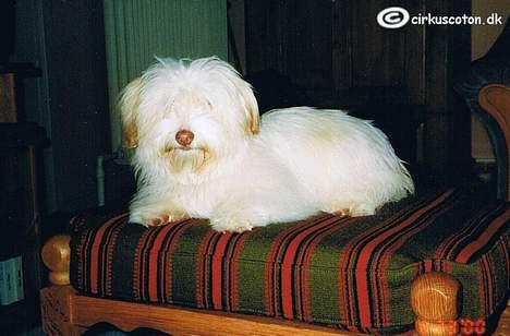 Coton de tulear Frida  billede 16