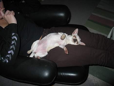 Chihuahua SHANTI - Ej, ikke nu. Ligger lige og sover. 17/4-06 billede 16