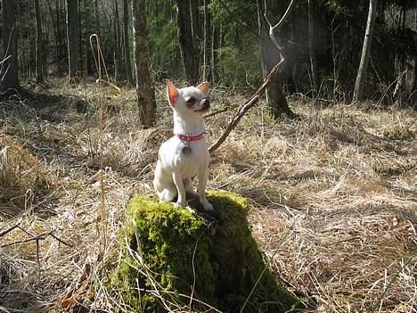 Chihuahua SHANTI - Nu er jeg kommet højt til vejrs, jubi.. 17/4-06 billede 18