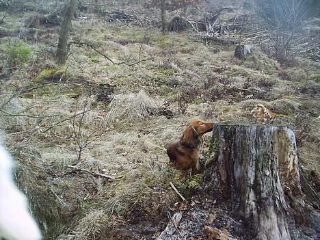 Dværggravhund Sille - det dufter spændende billede 9