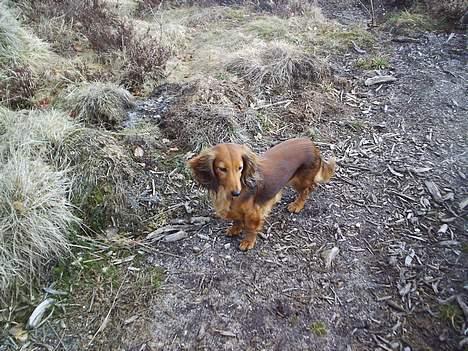 Dværggravhund Sille - Sille i skoven billede 10