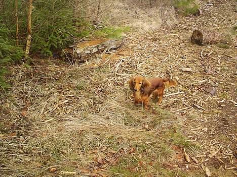 Dværggravhund Sille - Smukke Sille!! billede 11