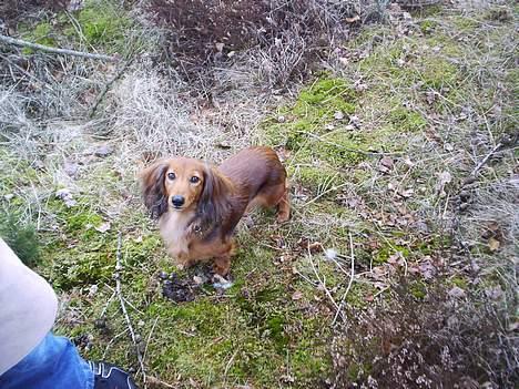 Dværggravhund Sille - Hva` ku`jeg få en godbid? Eller hva´? billede 12