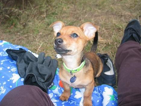 Prazsky krysarik / Chihuahua  SHIVAS - Hallo, gi mig nu den godbid, sidder jo pænt nu :) 16/4-06 billede 8