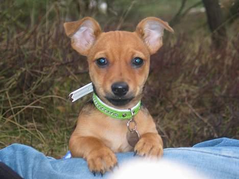 Prazsky krysarik / Chihuahua  SHIVAS - Sagde du noget?? 16/4-06 billede 9