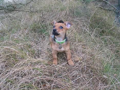 Prazsky krysarik / Chihuahua  SHIVAS - Hvor er alting bare stort. 16/4-06 billede 10