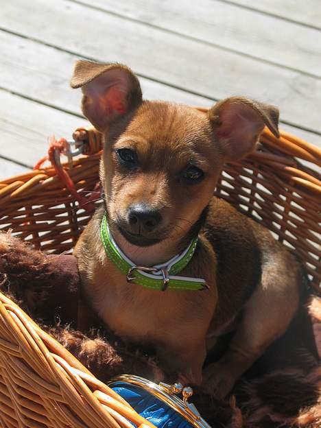 Prazsky krysarik / Chihuahua  SHIVAS - Træt og glad efter en cykeltur. 17/4-06 billede 12