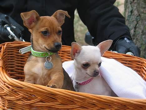 Prazsky krysarik / Chihuahua  SHIVAS - Shivas og Shanti på cykeltur. 16/4-06 billede 13