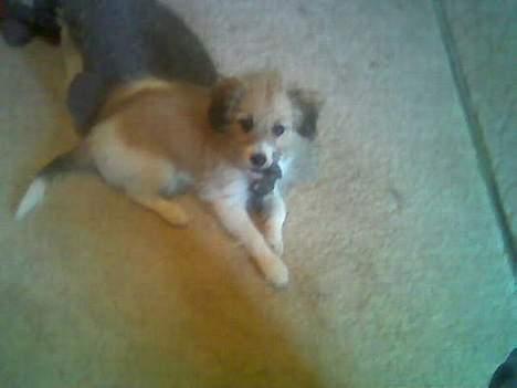 Blanding af racer Toofie billede 11