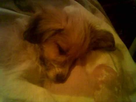 Blanding af racer Toofie billede 12