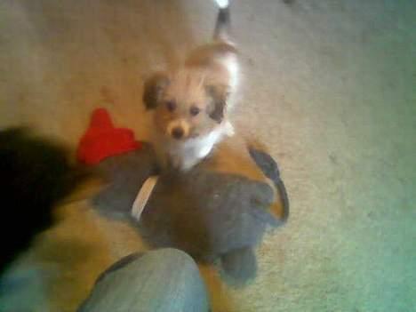 Blanding af racer Toofie billede 13