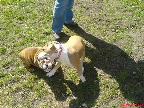 Engelsk bulldog Mogens (Marmaduke) - Min onde "kusine". Dræberhunden Mille. billede 17