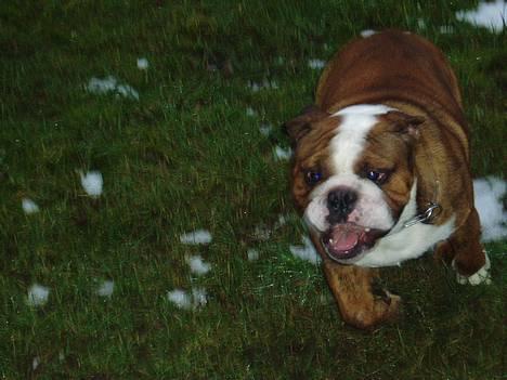 Engelsk bulldog Mogens (Marmaduke) - Præcis 1 år gammel billede 19