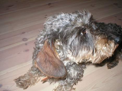 Gravhund Bjørn - Stine, kan du ikke fortælle hende at jeg ikke gider mere ? billede 12