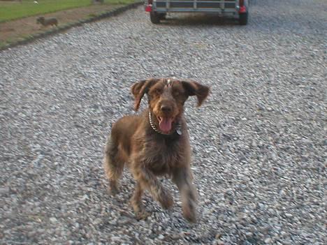 Ruhåret hønsehund Carlo billede 1